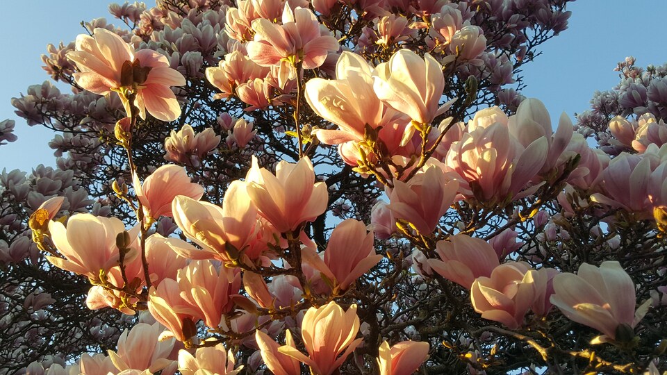Un magnolia en fleur.