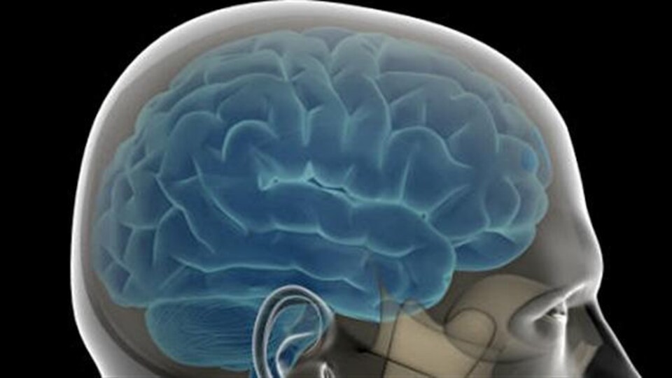 Le cerveau d'un homme