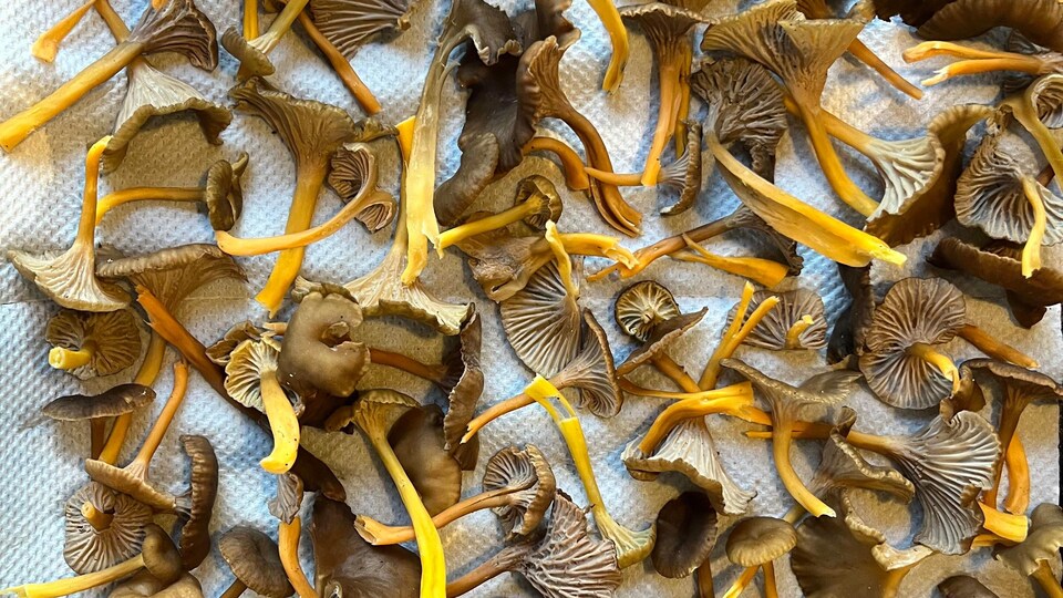 La saison de récolte des champignons