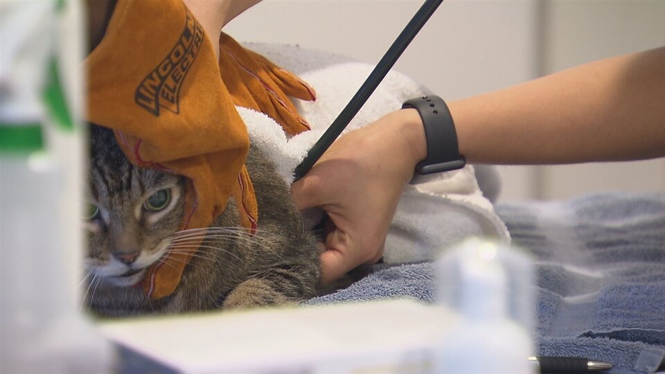 Euthanasier ou pas un animal en santé, le dilemme du vétérinaire
