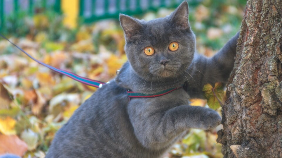 Tous les chats à l'extérieur devront désormais être en laisse à Montréal  lorsque le nouveau règlement sur les animaux domestiques entrera en vigueur.