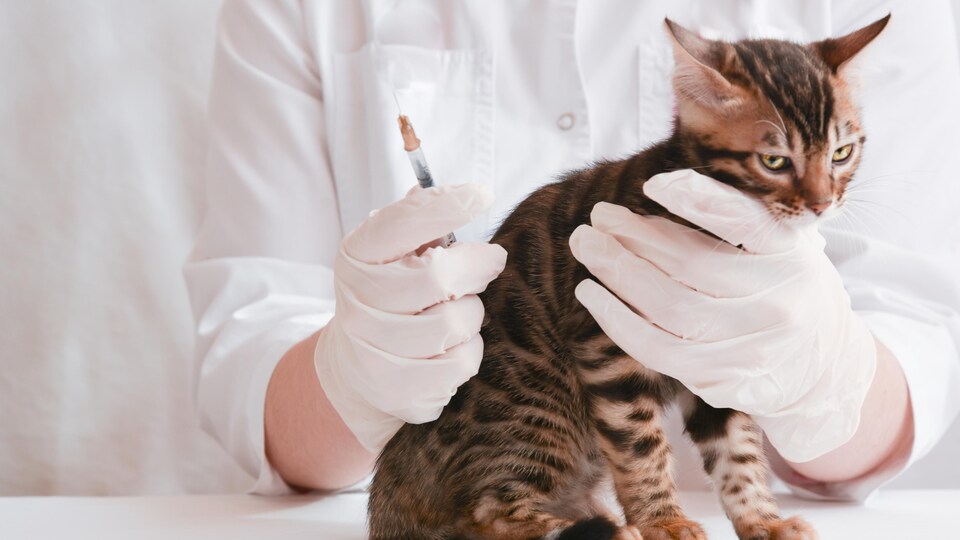 Un vétérinaire portant des gants chirurgicaux ausculte un chat.