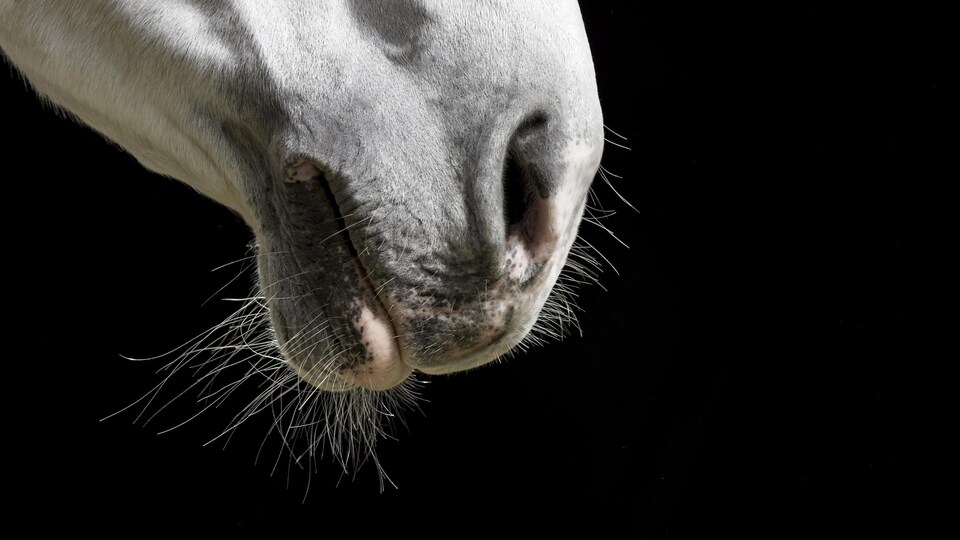 Un cheval.