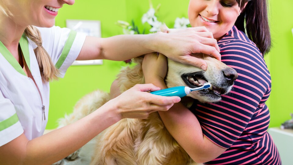 Un gros chien se fait brosser les dents par sa vétérinaire, pendant que sa maîtresse tient sa tête ente ses bras et son torse.