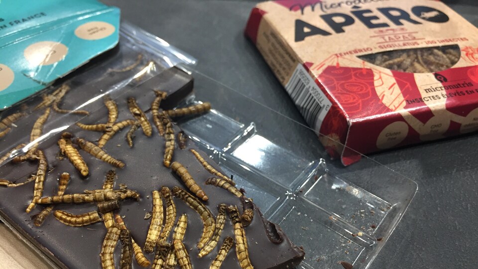 Chocolat artisanal à base de ténébrions