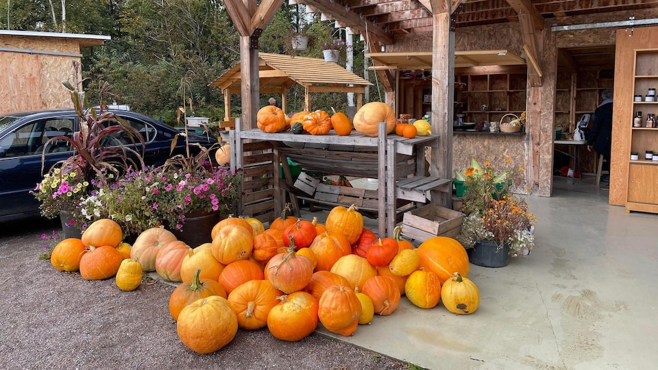 Sweat-shirt Saison Des Citrouilles, Chemise Citrouille D