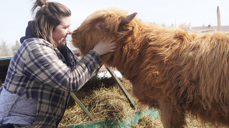 Une femme tient sa tête tout près de celle d'un bœuf en souriant.