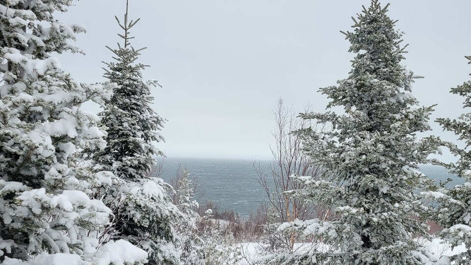 Des épinettes sous la neige près du fleuve.