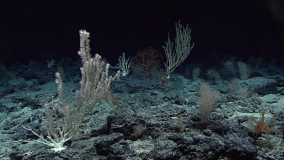 Des coraux en eau froide, dans les profondeurs océaniques.