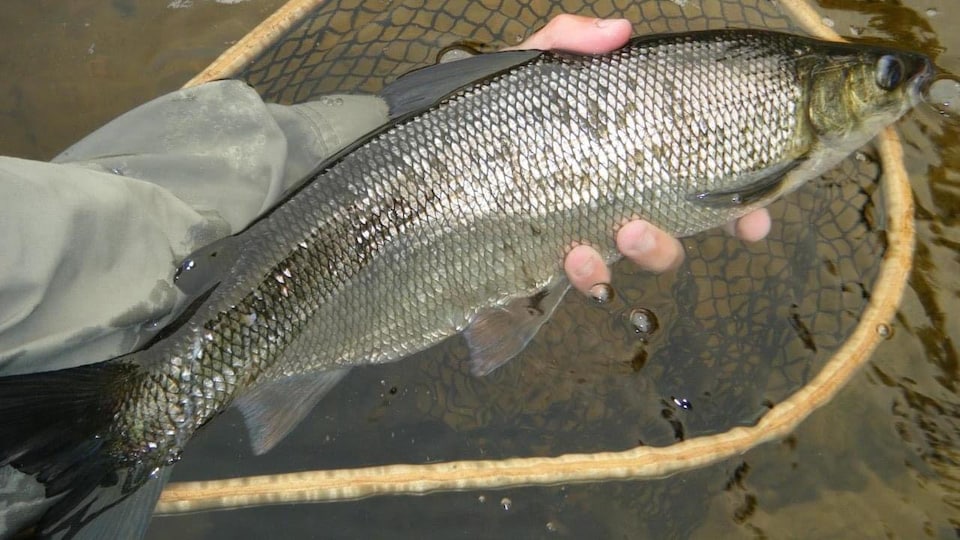 Nouveau plan pour la pêche durable de corégones dans les Grands Lacs RadioCanada.ca