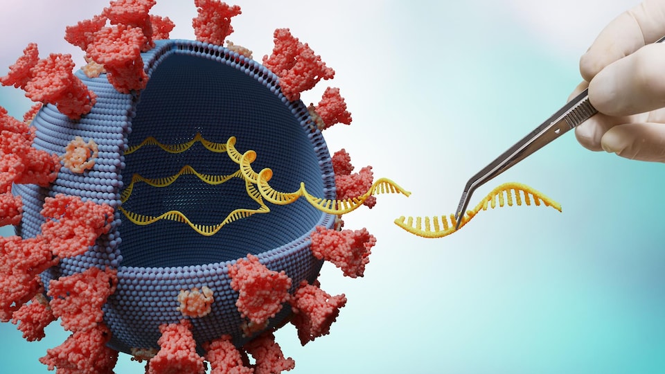 Dans une maquette en plastique du coronavirus, la main d'un scientifique insère de nouveaux gènes d'ARN, eux aussi en plastique.