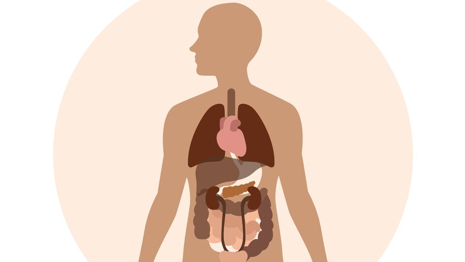 Les organes inutiles, des vestiges de l’évolution… pas si inutiles