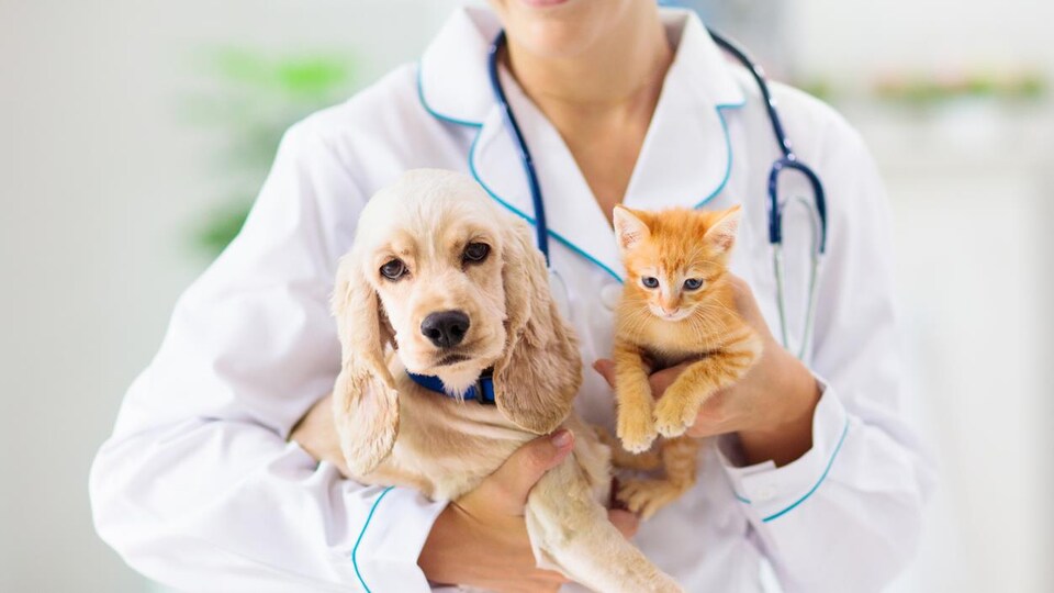 Une vétérinaire tient dans ses bras un chiot et un chaton.