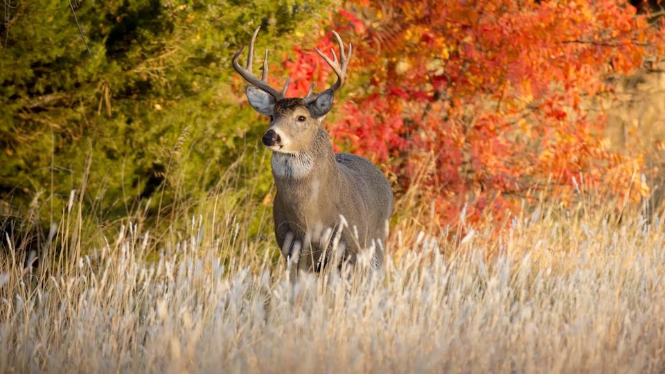 Un chevreuil mâle durant la chasse à l'automne.
