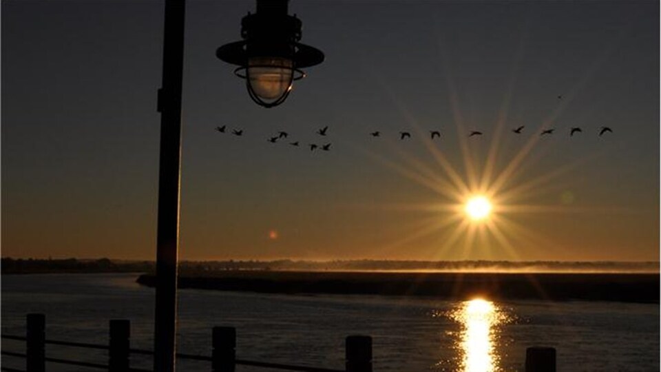 Une volée d'oiseaux au dessus de la rivière Petitcodiac à Dieppe alors que le soleil se couche.