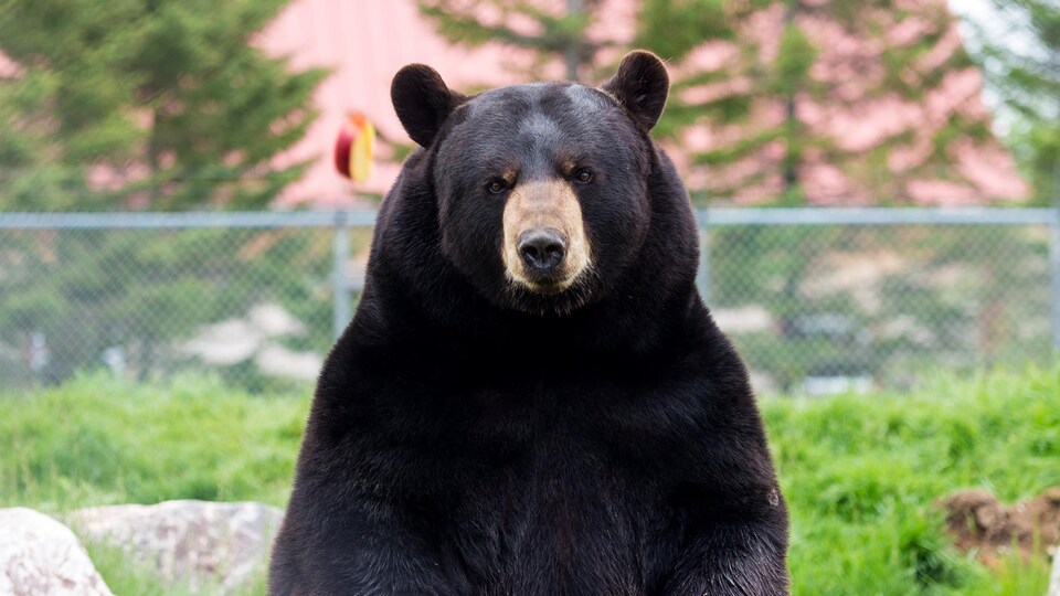 Un ours noir.