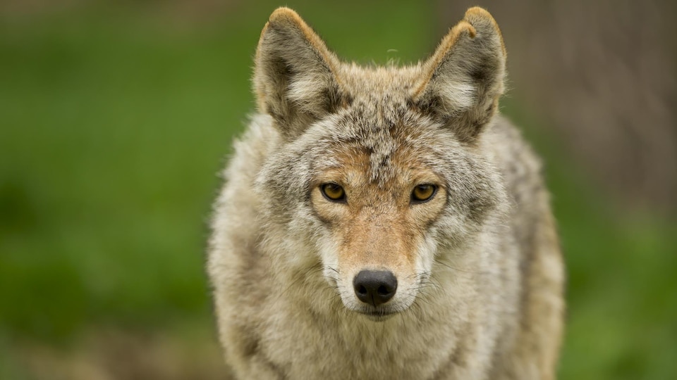 Un coyote se tient debout en pleine nature.