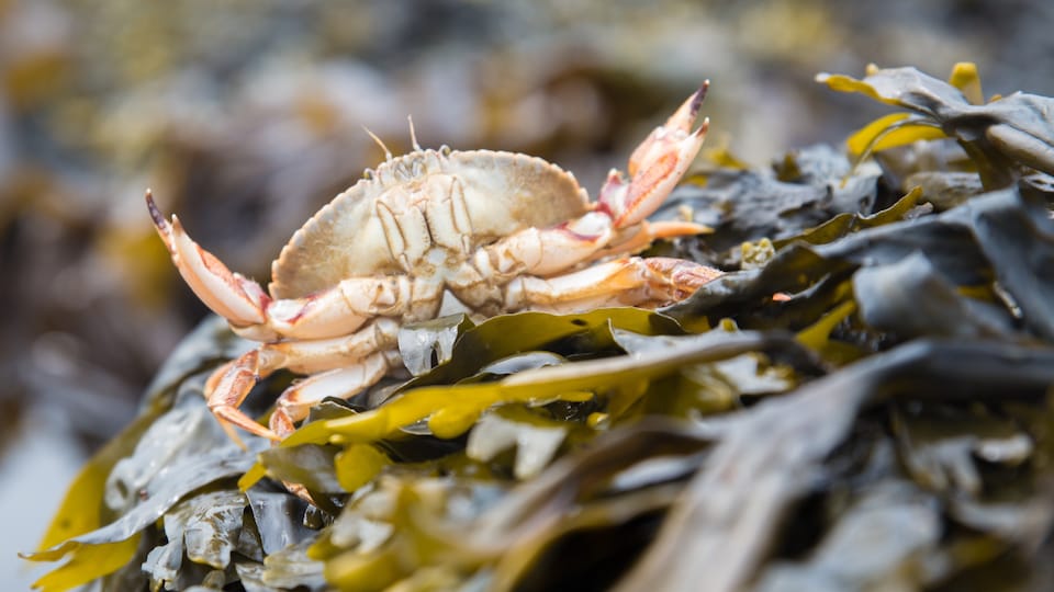 Le crabe commun, un des organismes qui se trouve dans le parc marin du Saguenay–Saint-Laurent.