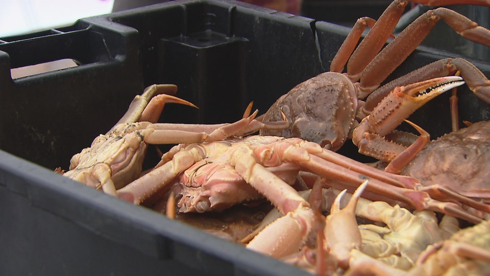 Des crabes sont entassés dans une caisse, à la sortie des bateaux de pêche.