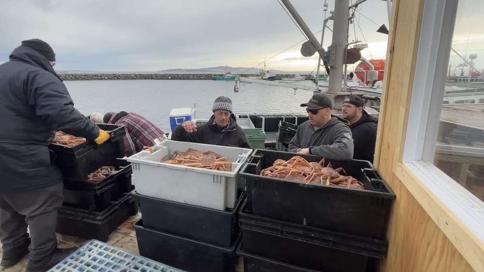 Des pêcheurs empilent des bacs de crabes avec vue sur le port de Sept-Iles.