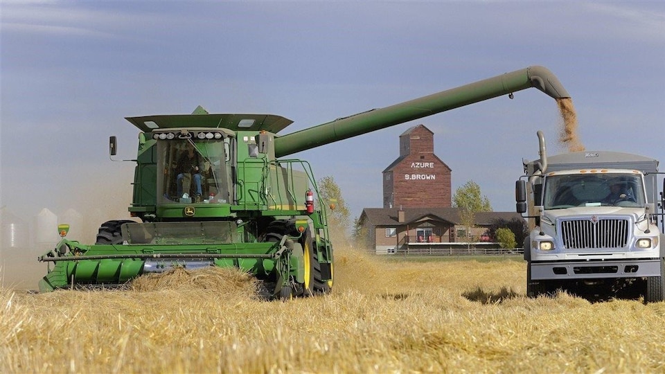 Une moissonneuse-batteuse dans un champ transfère du grain vers un camion.