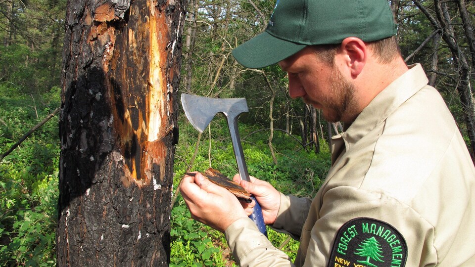 Un garde forestier inspecte un arbre infesté par des insectes.
