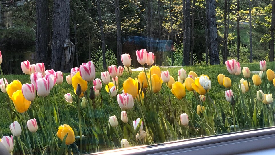 Des tulipes