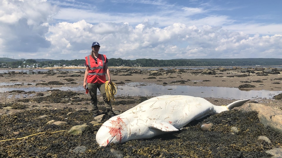 Médulline Chailloux du Réseau québécois d’urgences pour les mammifères marins, sécurise la carcasse de béluga retrouvée aux Escoumins début juillet.