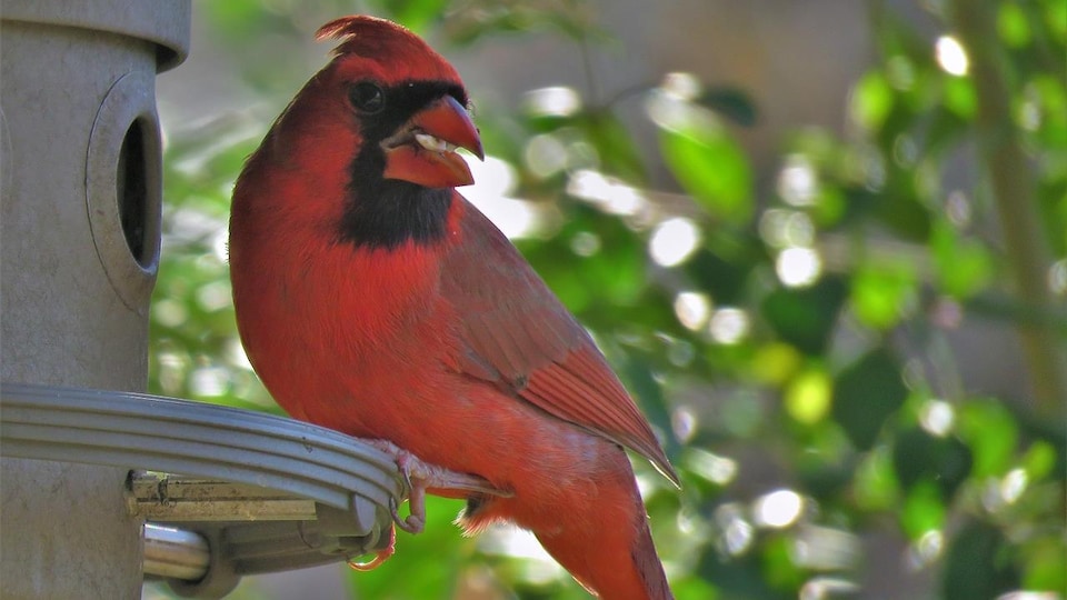 Deuxième Atlas Des Oiseaux Nicheurs Du Québec Méridional