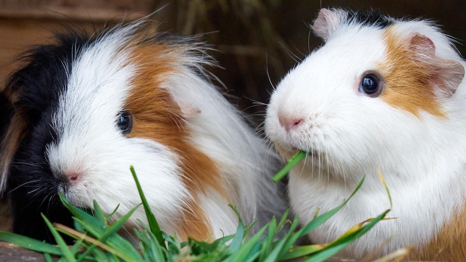 2 cochons d'inde