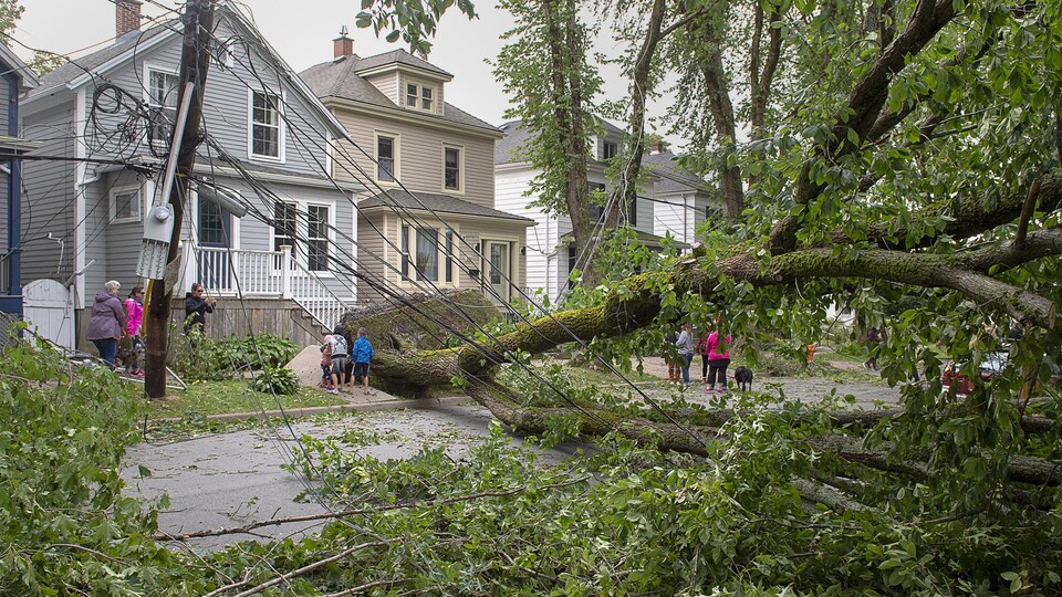 Un grand arbre déraciné bloque complètement une rue résidentielle.