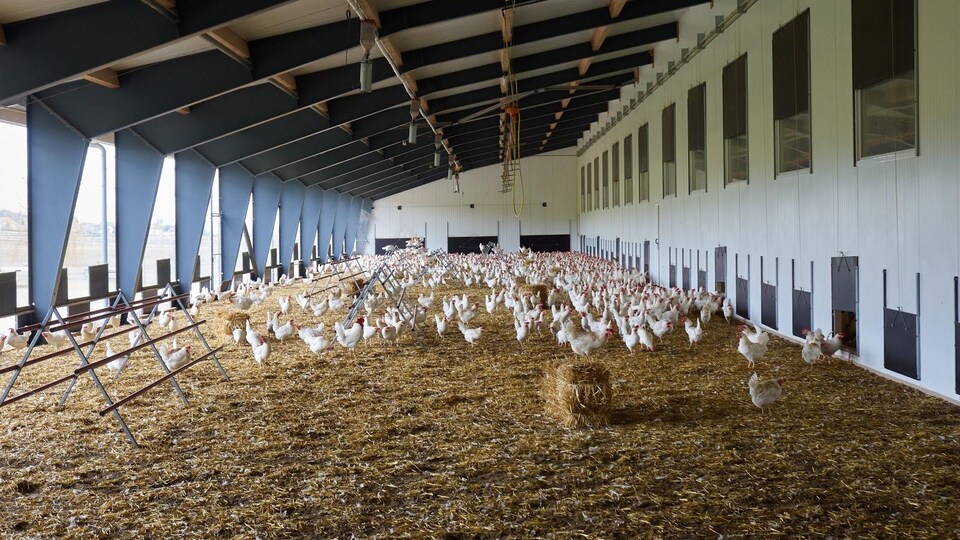 Les poules profitent du grand air