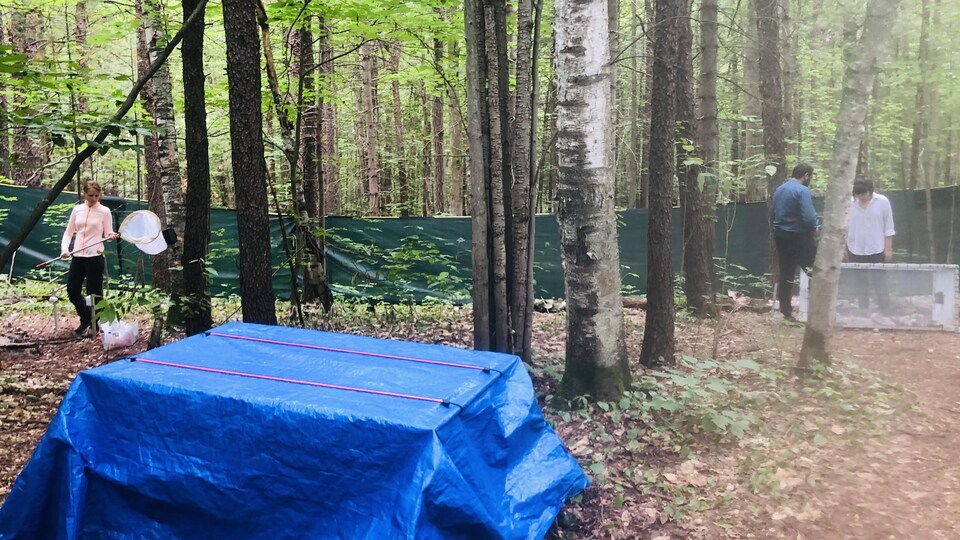 Terrain boisé entouré d'une clôture et où 3 personnes travaille.