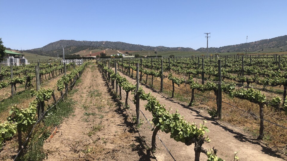 Survol des vignobles chiliens Reportage de Michel Labrecque
