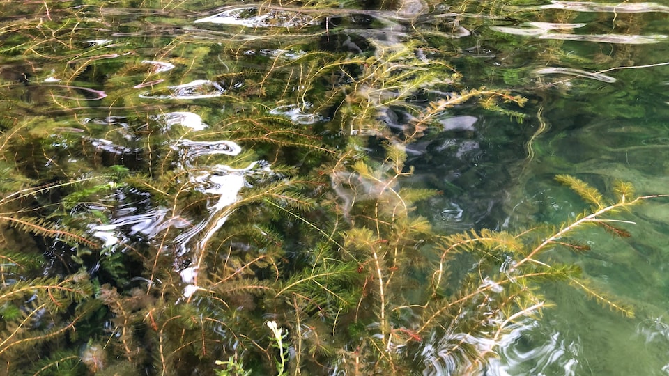 Un herbier de myriophylle à épi dans une eau peu profonde