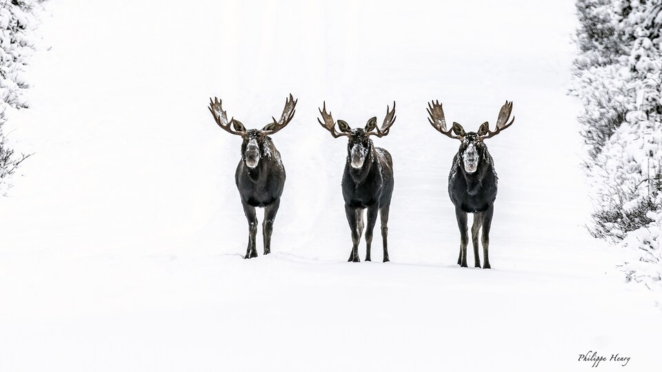 Trois orignaux sur une piste forestière enneigée