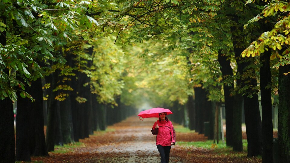 Une femme profite d'une promenade le long d'une avenue d'arbres au Prater de Vienne.
