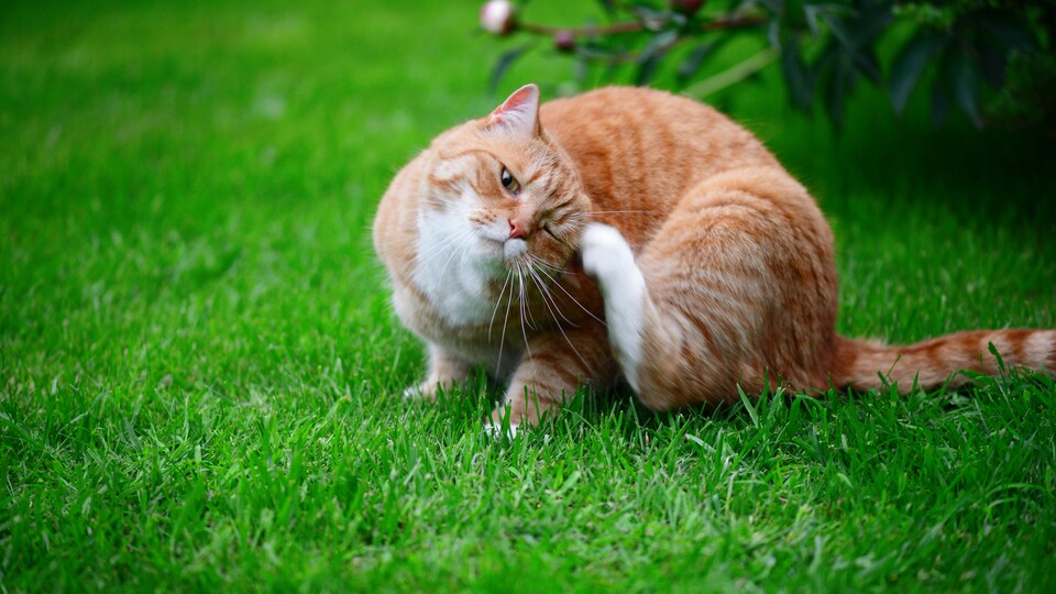 Les Chiens Et Chats Souffrent Eux Aussi D Allergies Saisonnieres