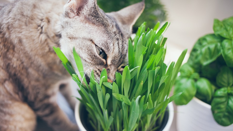 Un chat mange une plante.