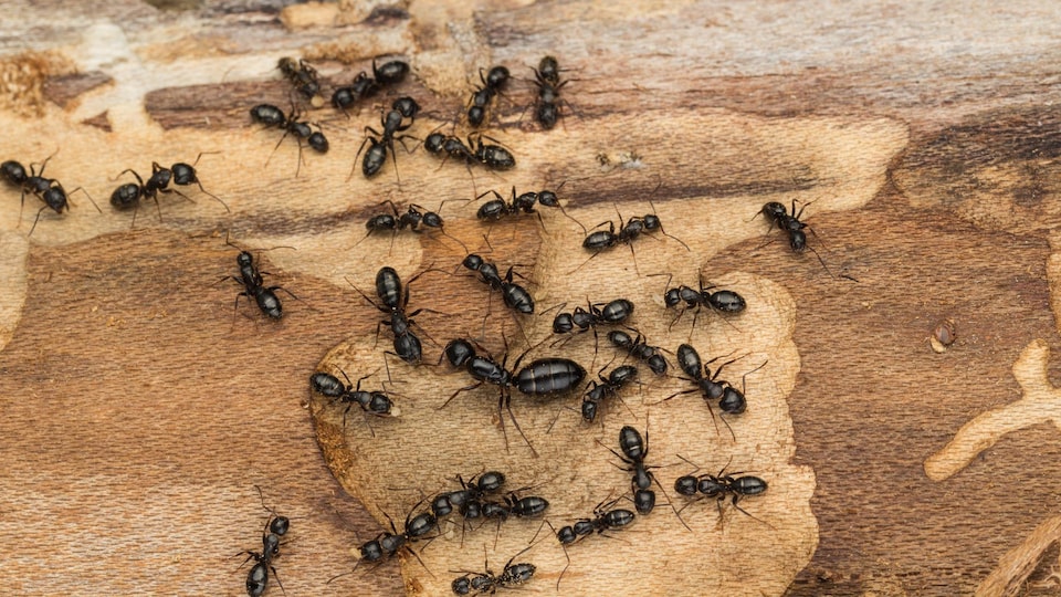 Les fourmis charpentières peuvent mesurer jusqu'à 25 millimètres de long.