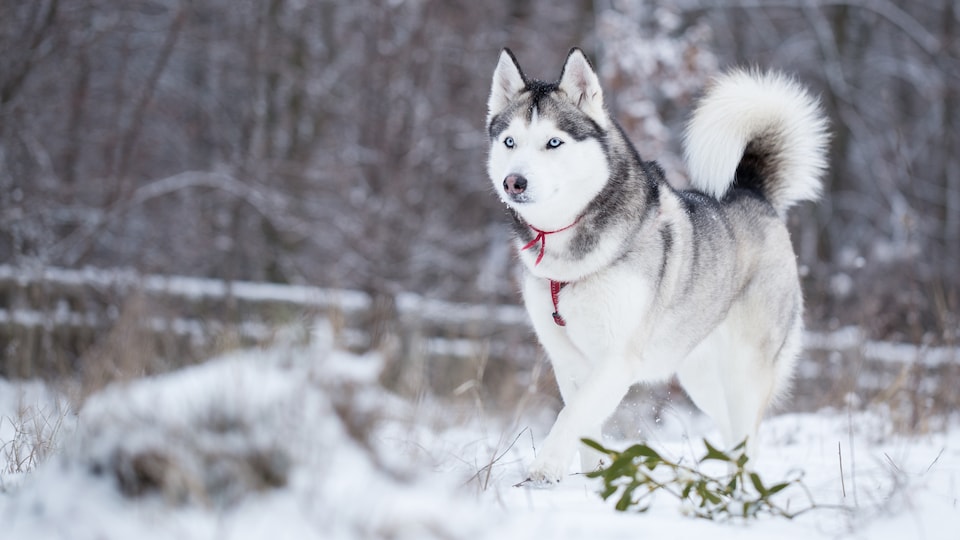 Des Trucs Pour Proteger Votre Chat Ou Chien En Cas De Froid Extreme Les Eclaireurs