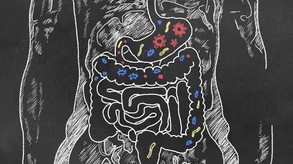 Le dessin d'un intestin.