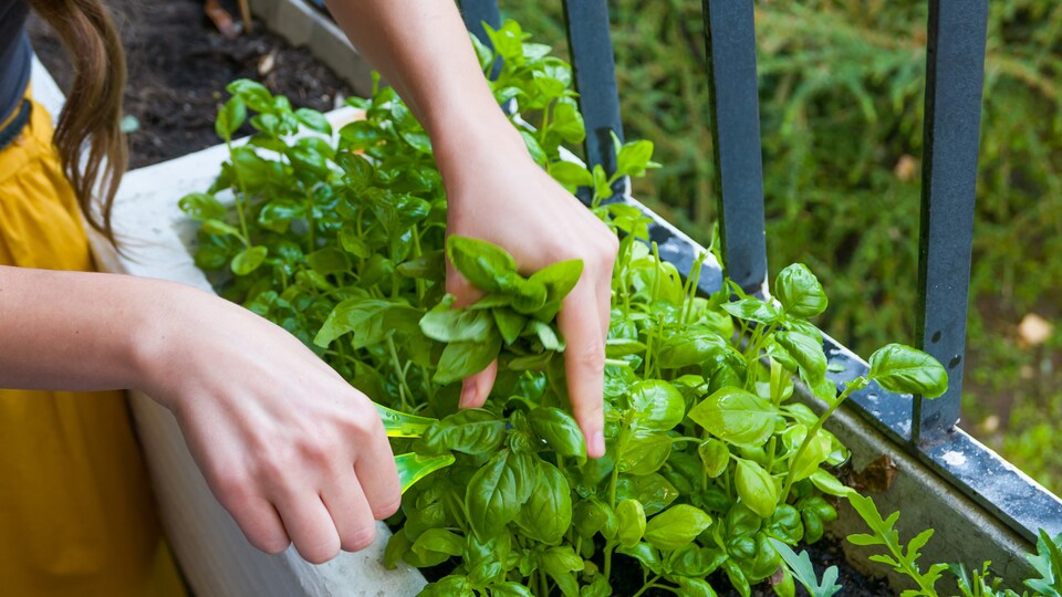 Un femme s'adonne au jardinage.