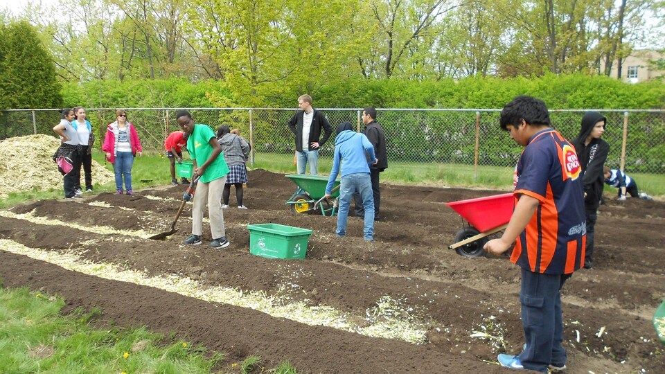 Des jeunes jardinent sur le terrain de l'école secondaire Louis-Joseph-Papineau.