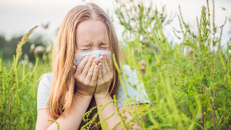 De nombreux Québécois souffrent d'allergies liées à l'herbe à poux.