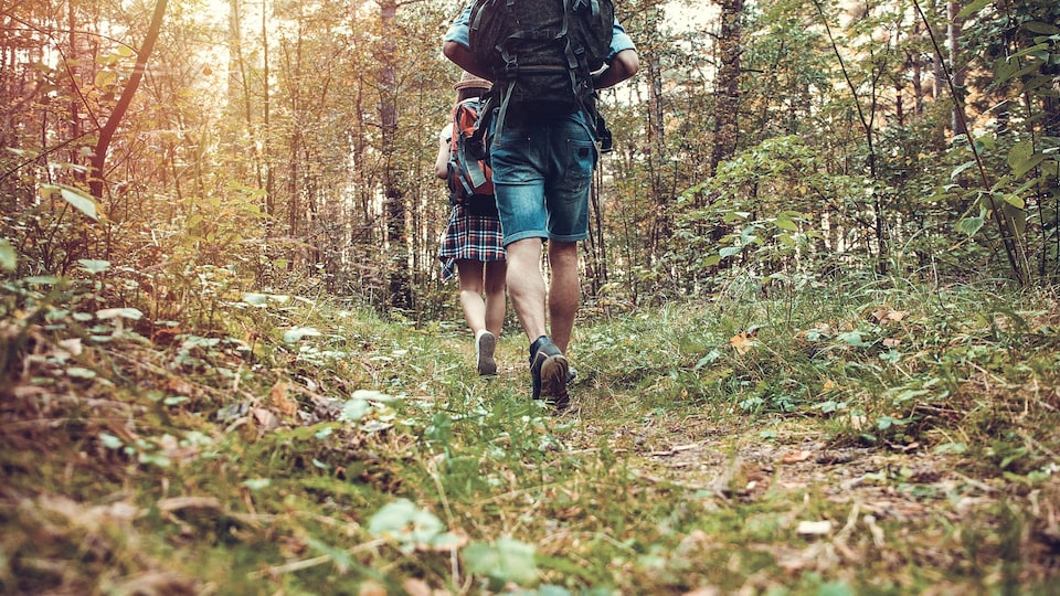 Des randonneurs marchent dans une forêt.
