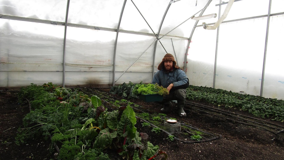 Le propriétaire de la Ferme d'à côté, Éric Perreault, dans sa serre avec des légumes frais, à Port-Menier