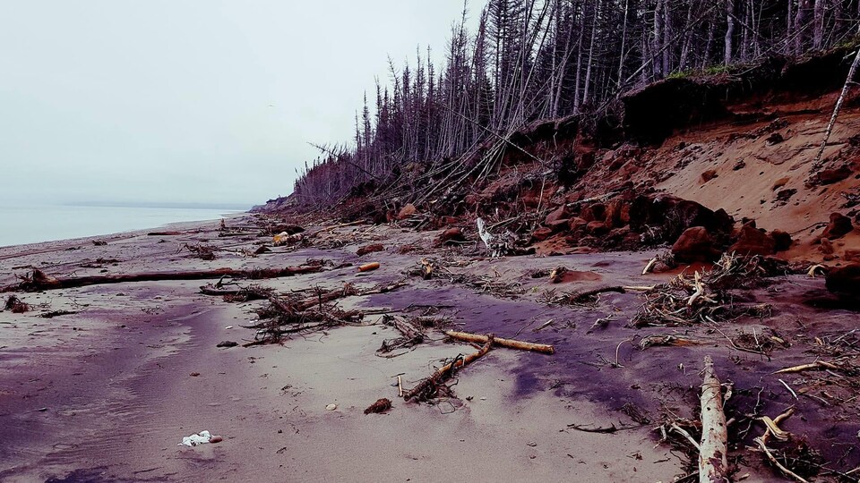 L'érosion des berges d'une plage devant une forêt d'épinettes.