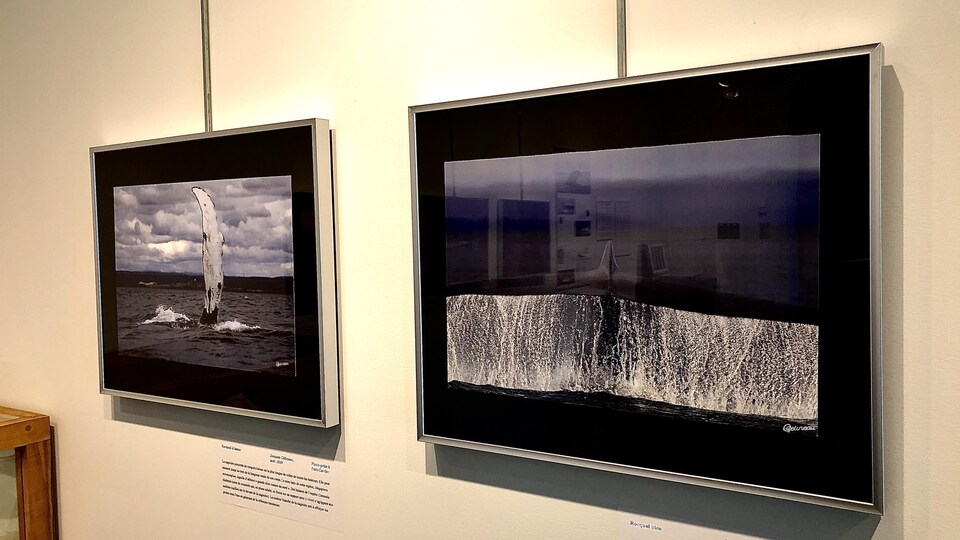 Deux photographies de l'exposition L'Univers fascinant des mammifères marins de la Côte-Nord, photographies de Jacques Gélineau au Musée régional de la Côte-Nord.