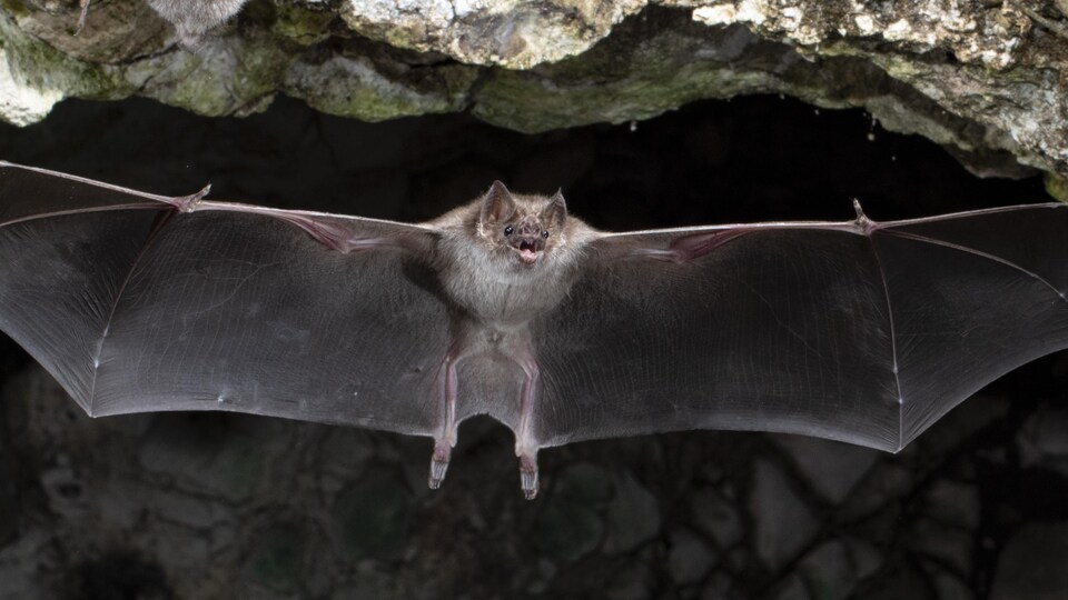 Une chauve souris vampire les ailes déployées dans une grotte sombre